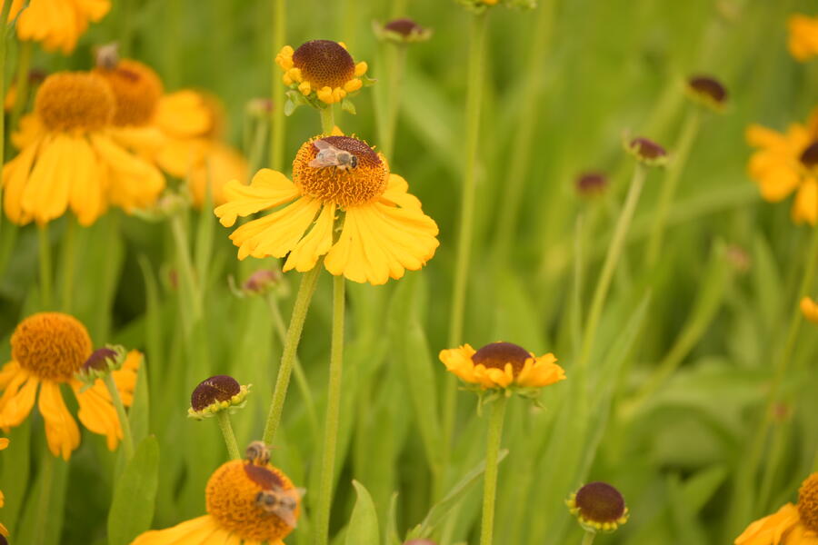 Trvalkový záhon na slunce Ráj včel - Ráj včel