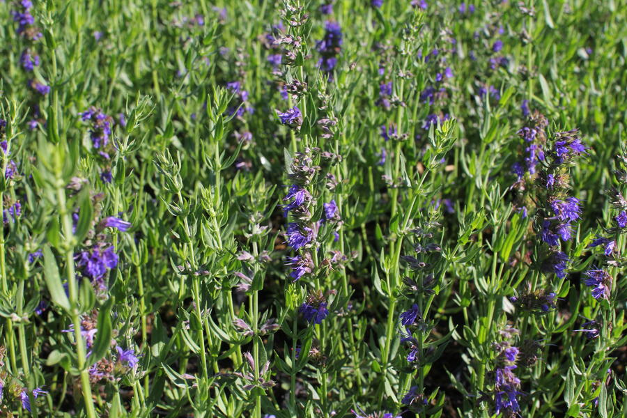 Trvalkový záhon na slunce Ráj včel - Ráj včel