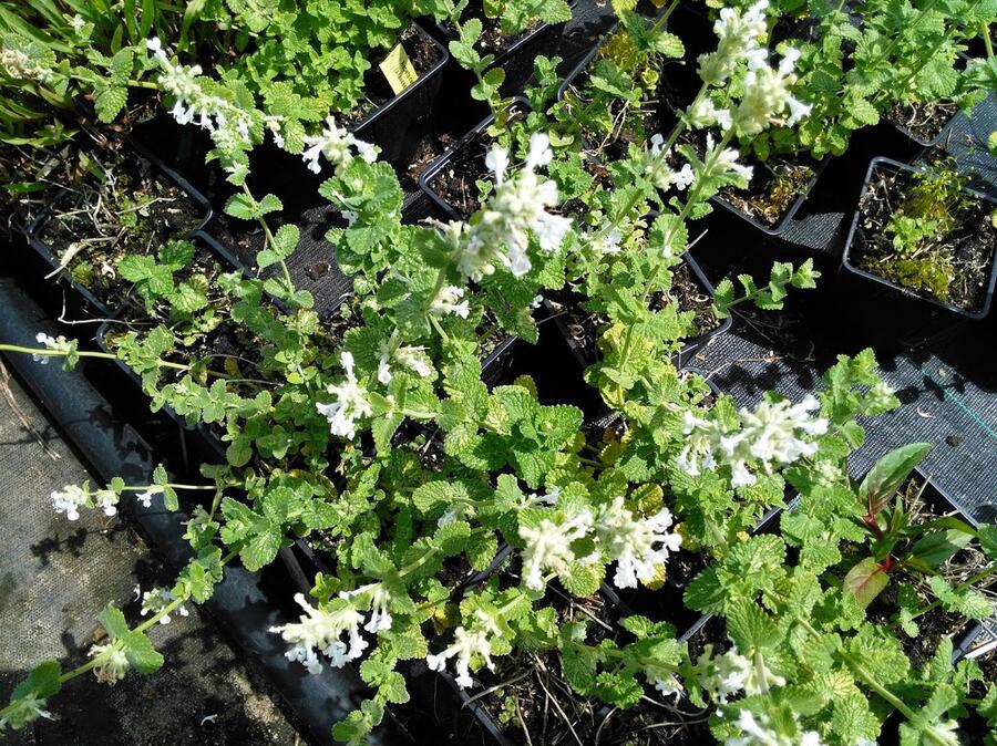 Trvalkový záhon na slunce Ráj včel - Ráj včel