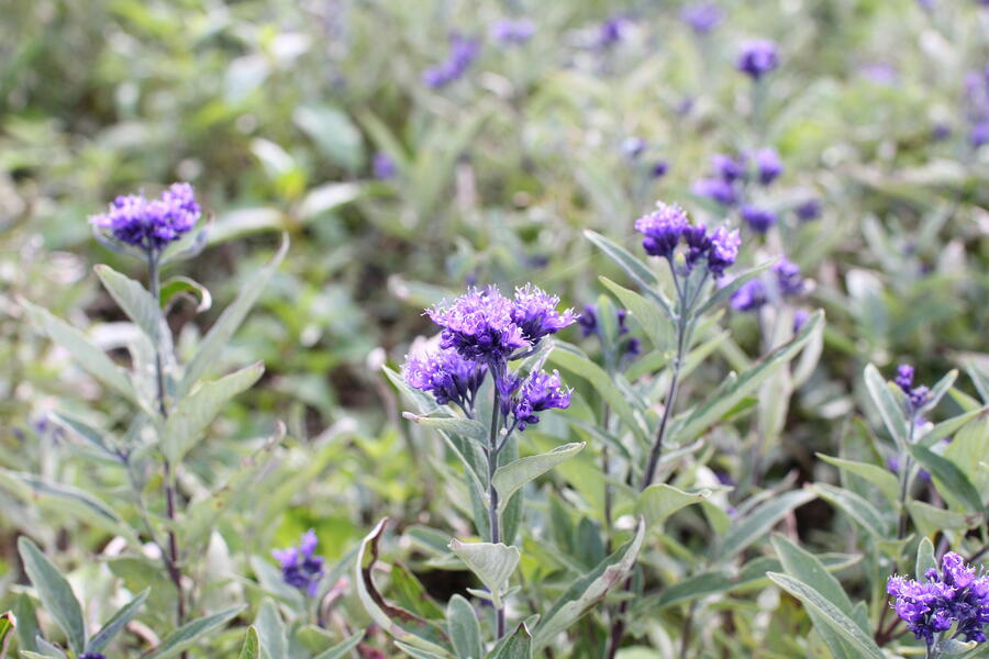 Trvalkový záhon na slunce Pastva pro včely - Pastva pro včely