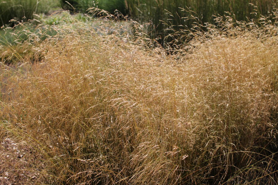 Trvalkový záhon na slunce Pastva pro včely - Pastva pro včely