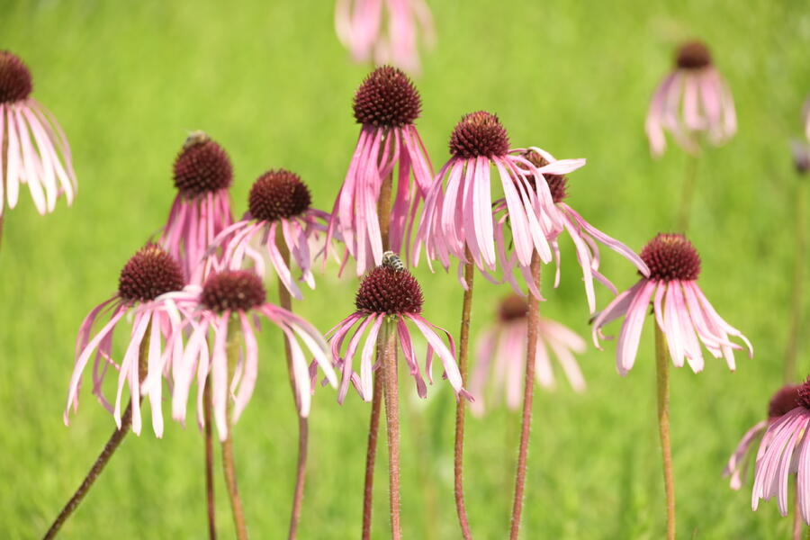 Trvalkový záhon na slunce Pastva pro včely - Pastva pro včely