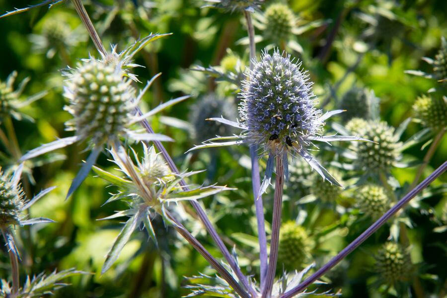 Trvalkový záhon na slunce Pastva pro včely - Pastva pro včely
