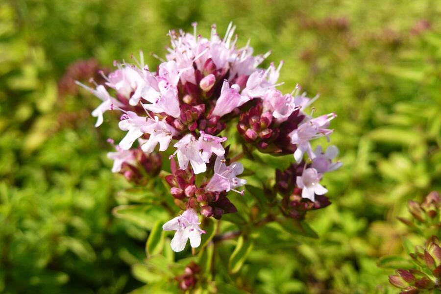 Trvalkový záhon na slunce Pastva pro včely - Pastva pro včely