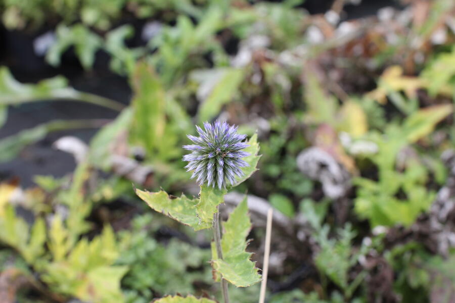 Trvalkový záhon na slunce Slunečná obloha - Slunečná obloha