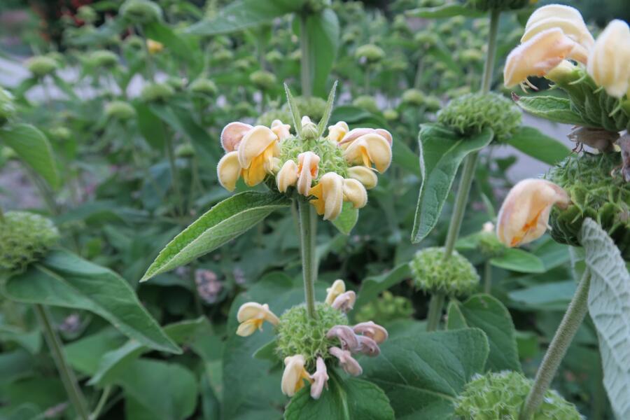 Trvalkový záhon na slunce Slunečná obloha - Slunečná obloha