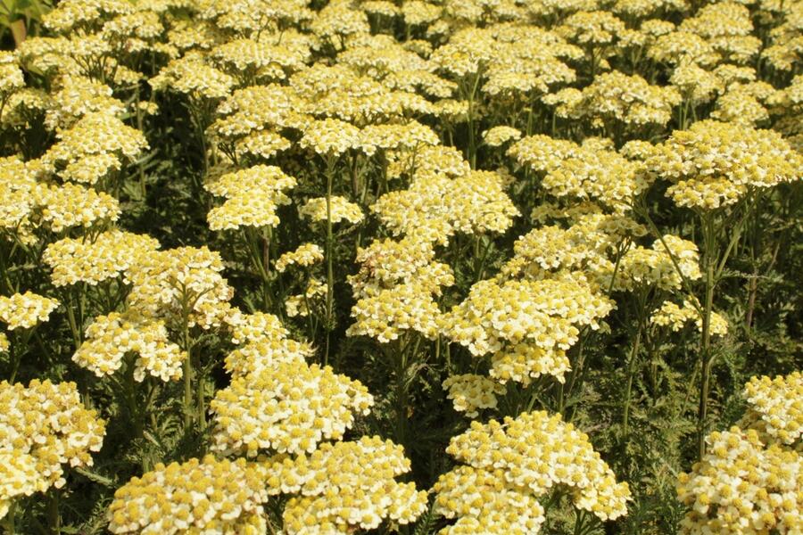 Trvalkový záhon na slunce Slunečná obloha - Slunečná obloha