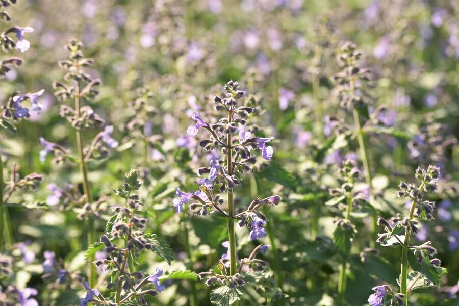 Trvalkový záhon na slunce Slunečná obloha - Slunečná obloha