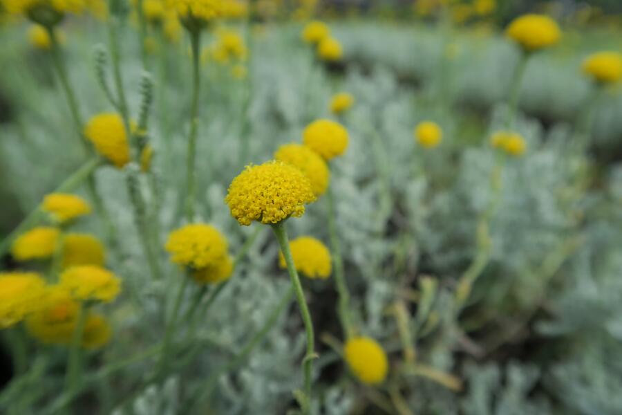 Trvalkový záhon na slunce Slunečná obloha - Slunečná obloha