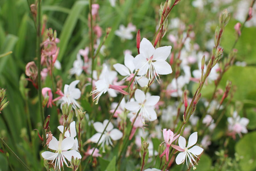 Trvalkový záhon na slunce Slunečná obloha - Slunečná obloha