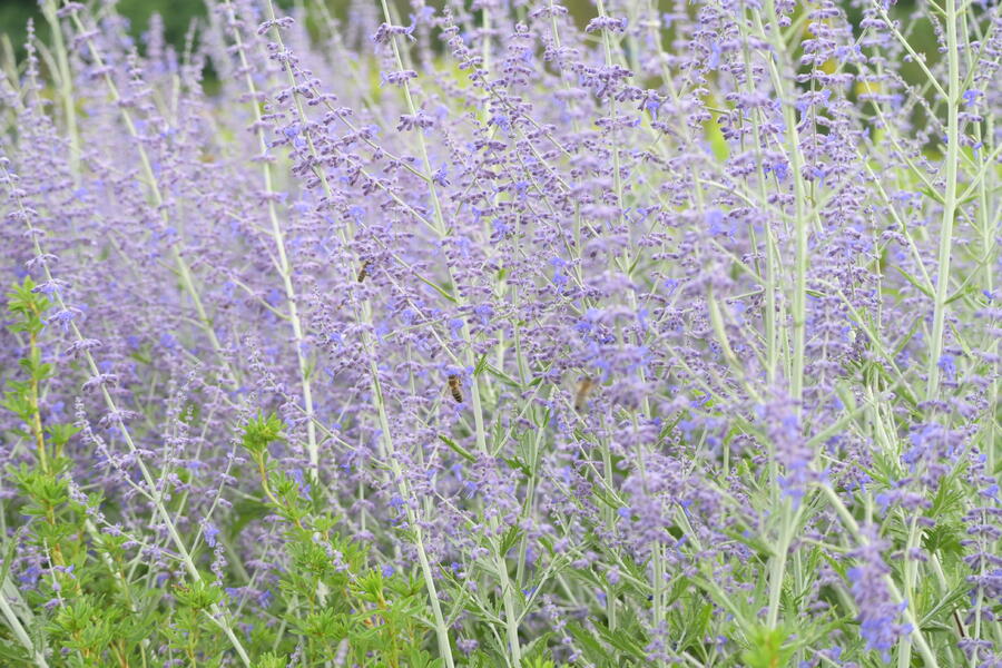 Trvalkový záhon na slunce Léto v Provence - Léto v Provence