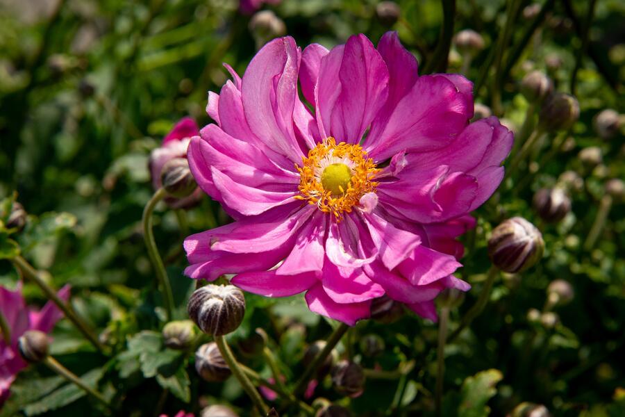 Trvalkový záhon do polostínu Rubínový závoj - Rubínový závoj