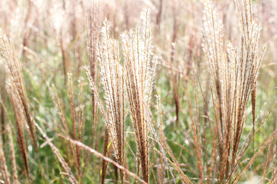 Trvalkový záhon do polostínu Rubínový závoj - Rubínový závoj