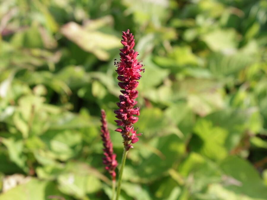 Trvalkový záhon do polostínu Rubínový závoj - Rubínový závoj