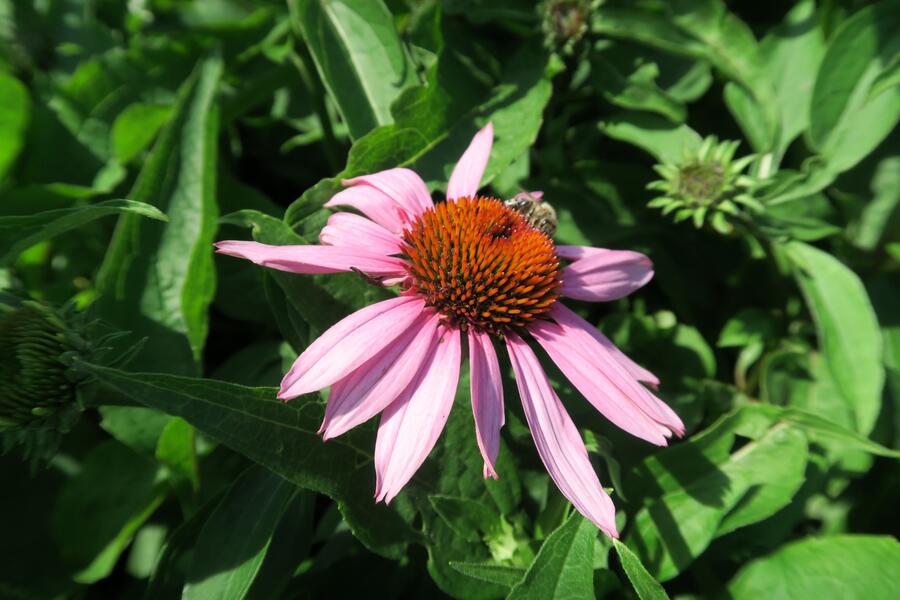 Trvalkový záhon do polostínu Rubínový závoj - Rubínový závoj