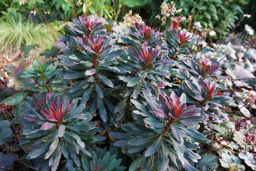 Trvalkový záhon do polostínu Rubínový závoj - Rubínový závoj