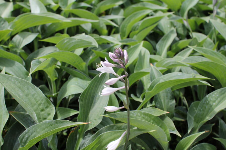 Trvalkový záhon do polostínu Rubínový závoj - Rubínový závoj