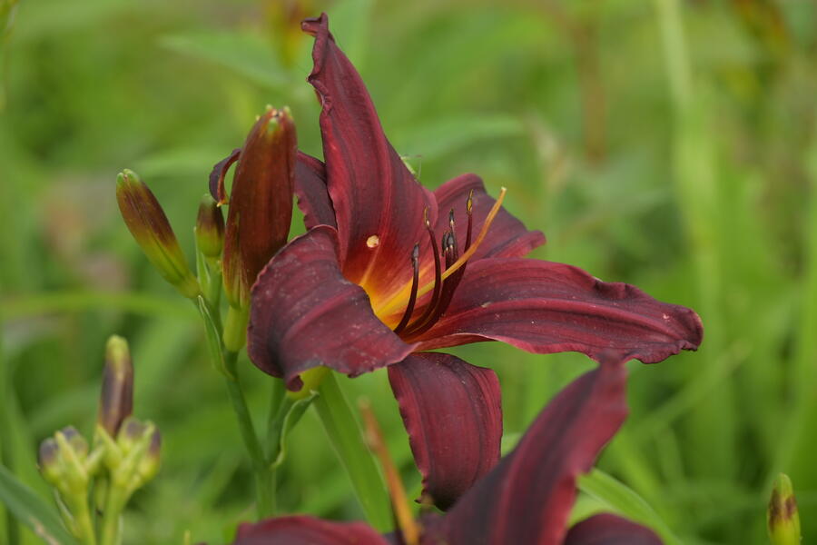 Trvalkový záhon do polostínu Rubínový závoj - Rubínový závoj