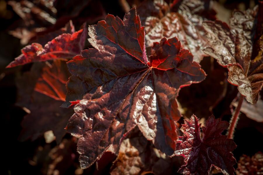 Trvalkový záhon do polostínu Rubínový závoj - Rubínový závoj