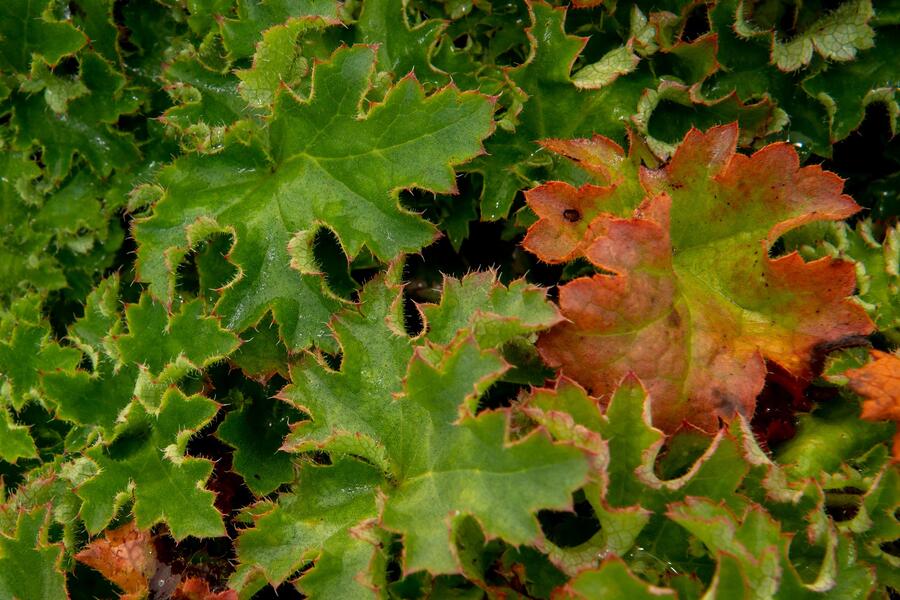 Trvalkový záhon do polostínu Rubínový závoj - Rubínový závoj