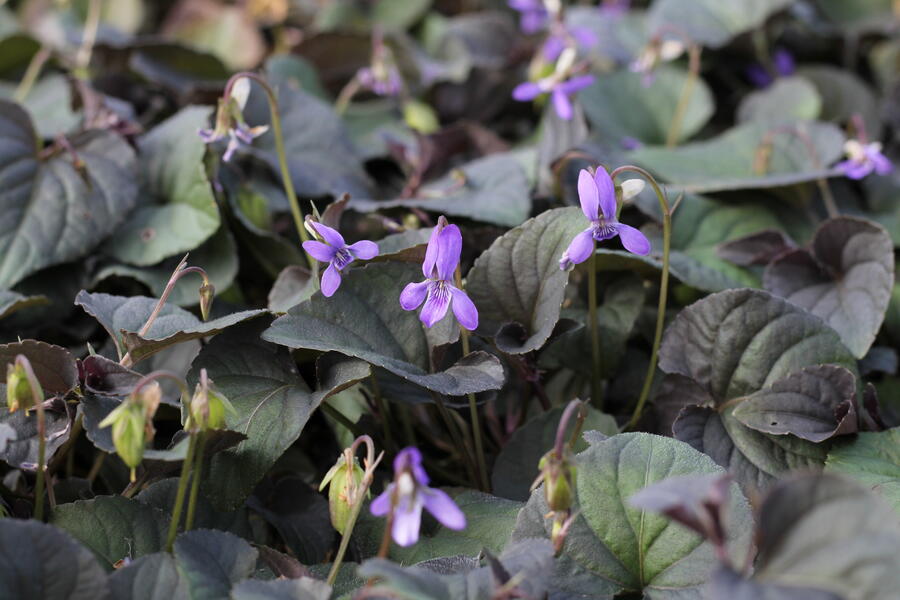 Trvalkový záhon do polostínu Rubínový závoj - Rubínový závoj