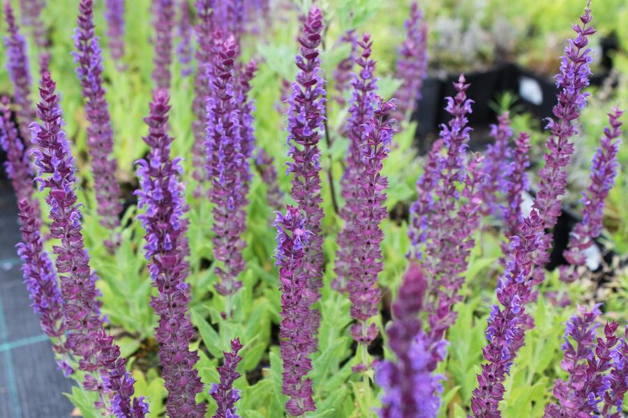 Trvalkový záhon na slunce Barvy léta - Barvy léta