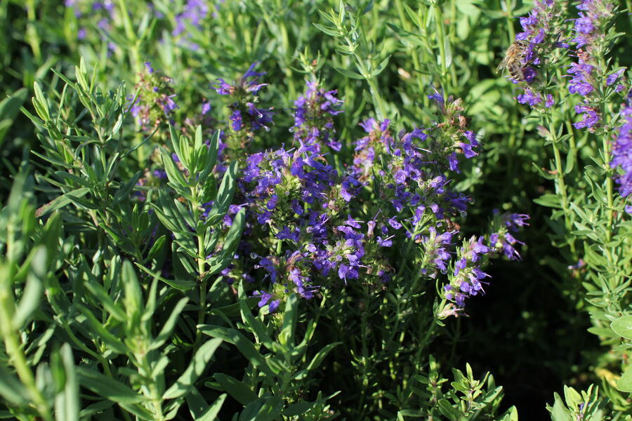 Trvalkový záhon na slunce Oáza hmyzu - Oáza hmyzu