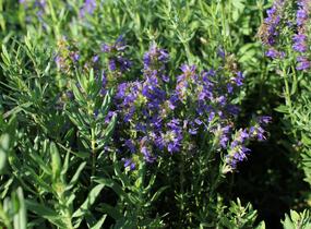 Trvalkový záhon na slunce Oáza hmyzu - Oáza hmyzu