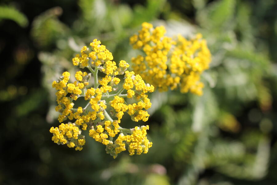 Trvalkový záhon na slunce Květinový kaleidoskop - Květinový kaleidoskop