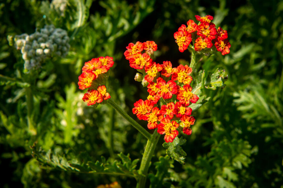 Trvalkový záhon na slunce Květinový kaleidoskop - Květinový kaleidoskop