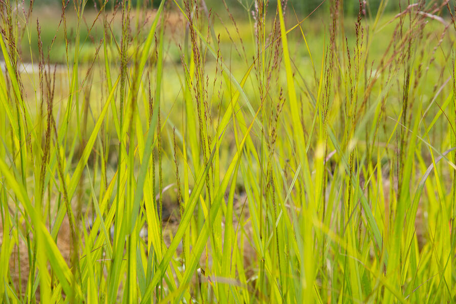 Trvalkový záhon na slunce Květinový kaleidoskop - Květinový kaleidoskop