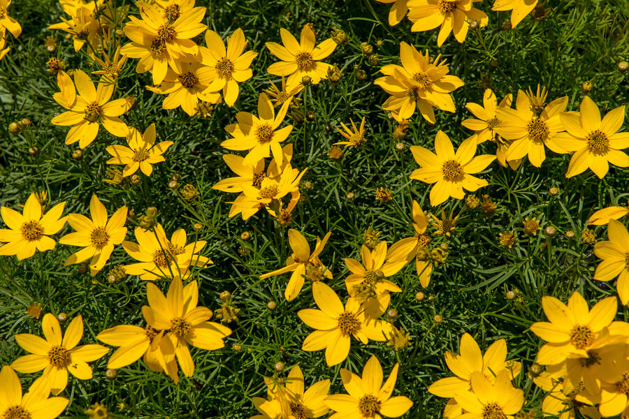 Trvalkový záhon na slunce Květinový kaleidoskop - Květinový kaleidoskop