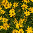 Trvalkový záhon na slunce Květinový kaleidoskop - Květinový kaleidoskop