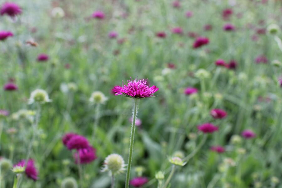 Trvalkový záhon na slunce Květinový kaleidoskop - Květinový kaleidoskop