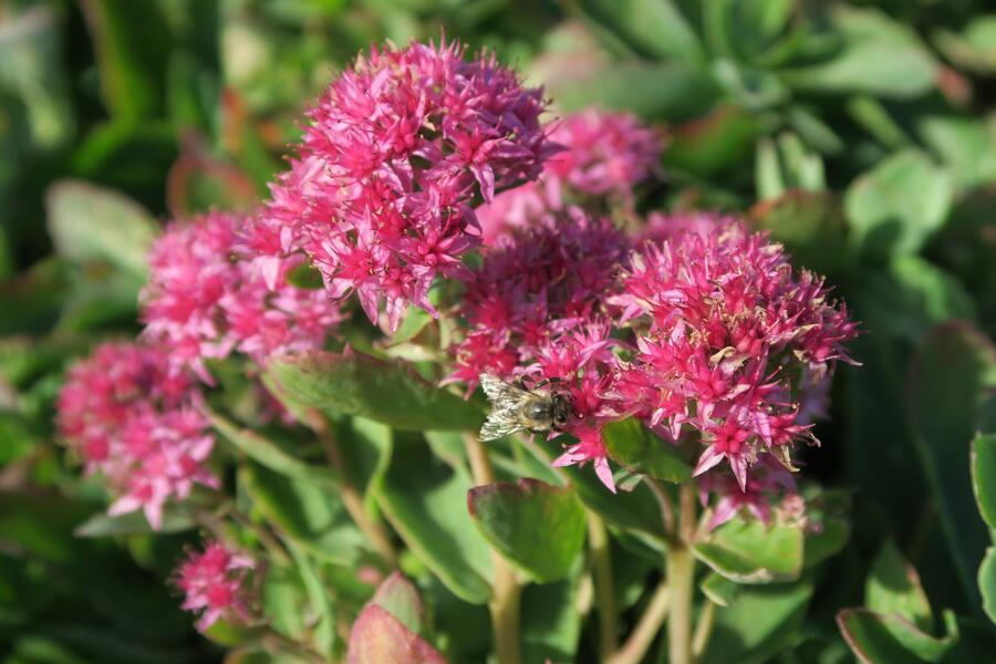 Trvalkový záhon na slunce Květinový kaleidoskop - Květinový kaleidoskop