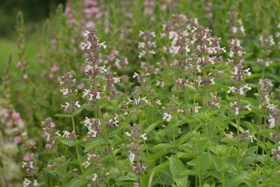 Trvalkový záhon na slunce Květinový kaleidoskop - Květinový kaleidoskop