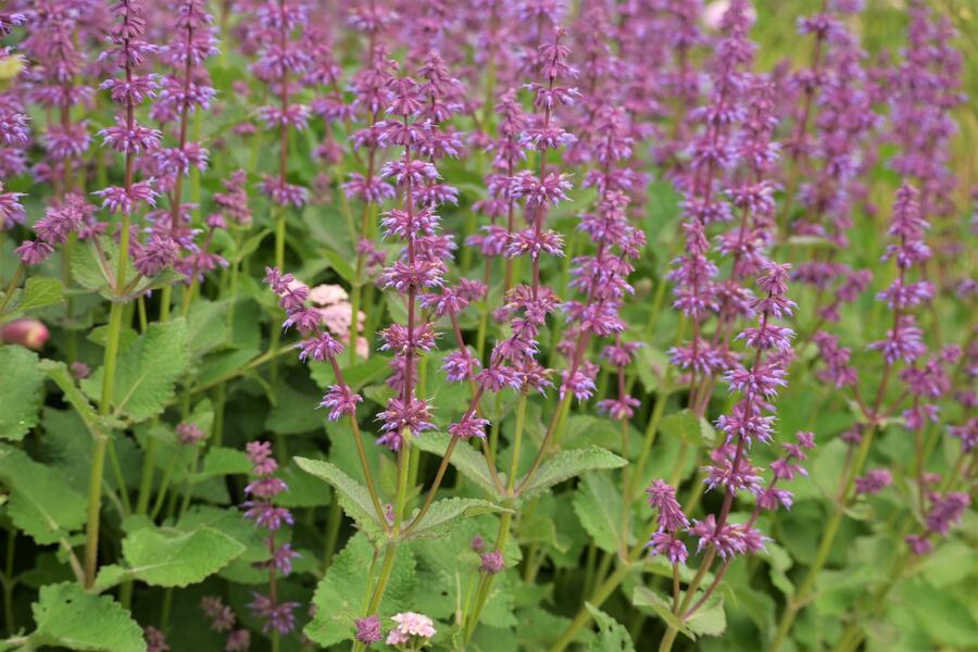 Trvalkový záhon na slunce Květinový kaleidoskop - Květinový kaleidoskop