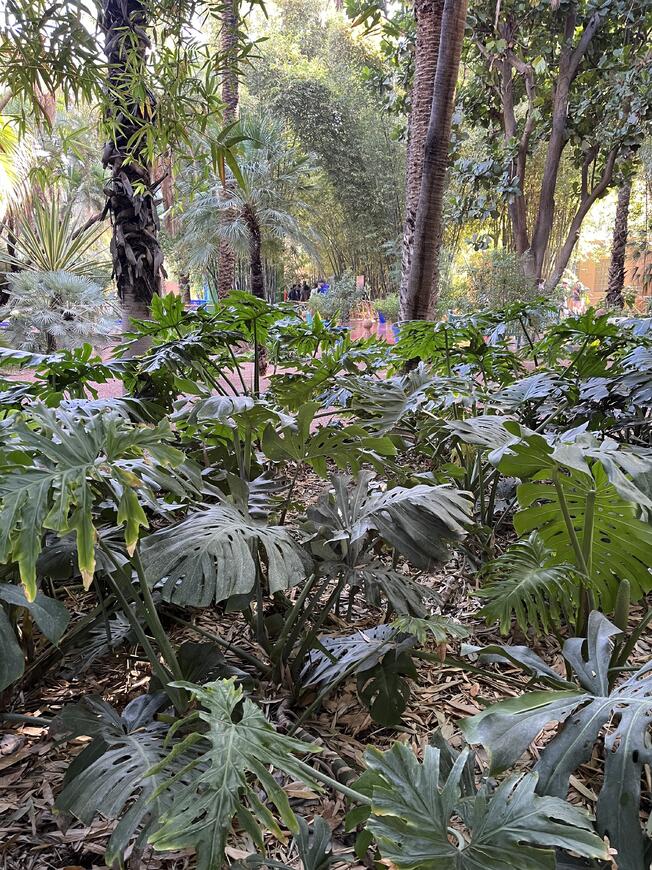 Jardin Majorelle