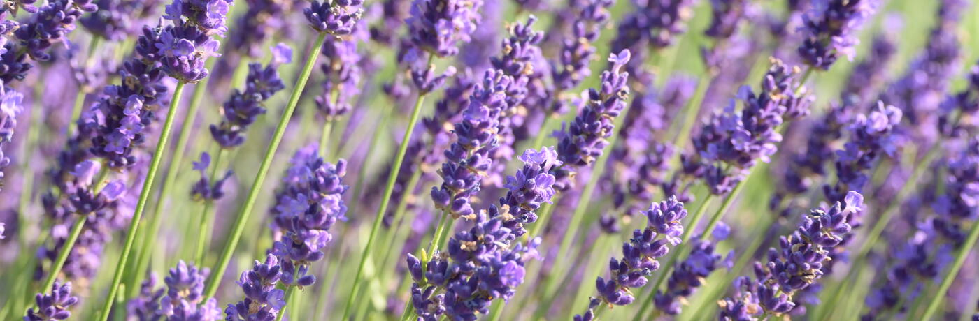 Lavandula angustifolia ''Twinkle Purple''_1