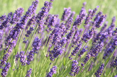 Lavandula angustifolia ''Twinkle Purple''_1