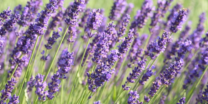 Lavandula angustifolia 'Twinkle Purple'_1