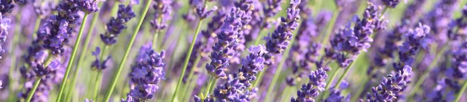 Lavandula angustifolia 'Twinkle Purple'_1