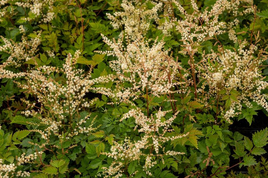 Trvalkový záhon do stínu Stinný klid - Stinný klid