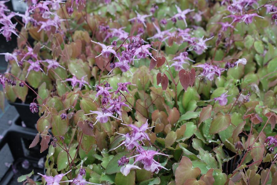 Trvalkový záhon do stínu Stinný klid - Stinný klid