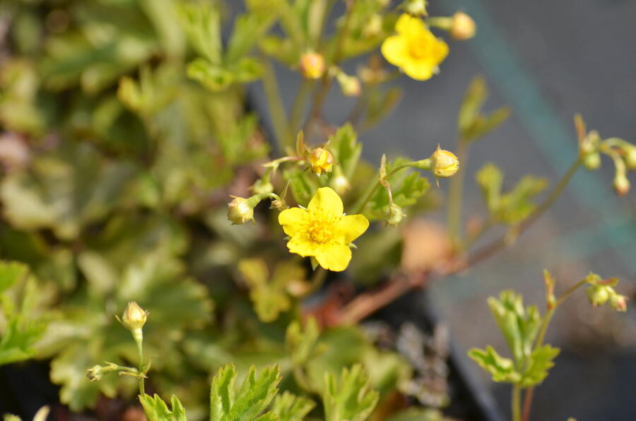 Trvalkový záhon do stínu Stinný klid - Stinný klid