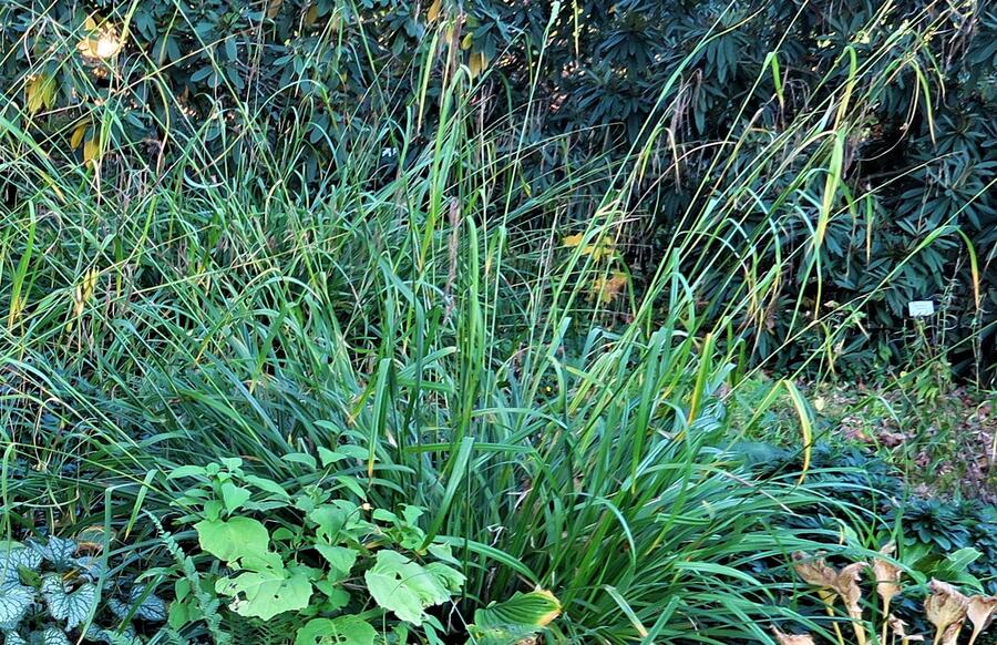 Trvalkový záhon do stínu Lesní pohádka - Lesní pohádka