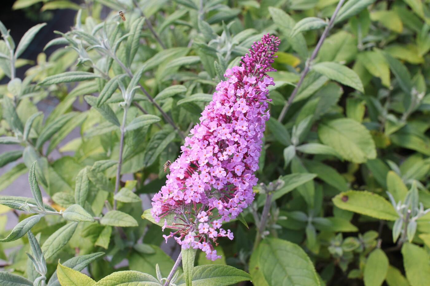 Buddleja davidii 'Pink Delight'