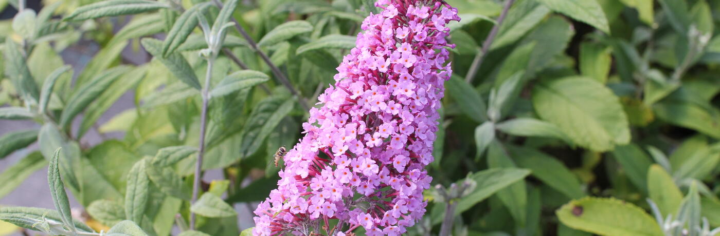 Buddleja davidii 'Pink Delight'