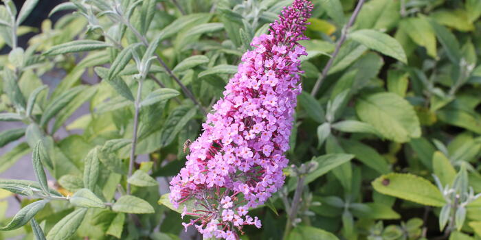 Buddleja davidii ''Pink Delight''