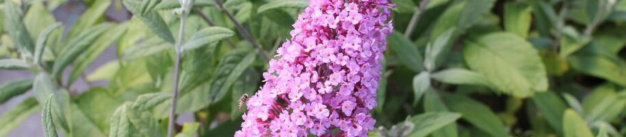 Buddleja davidii 'Pink Delight'